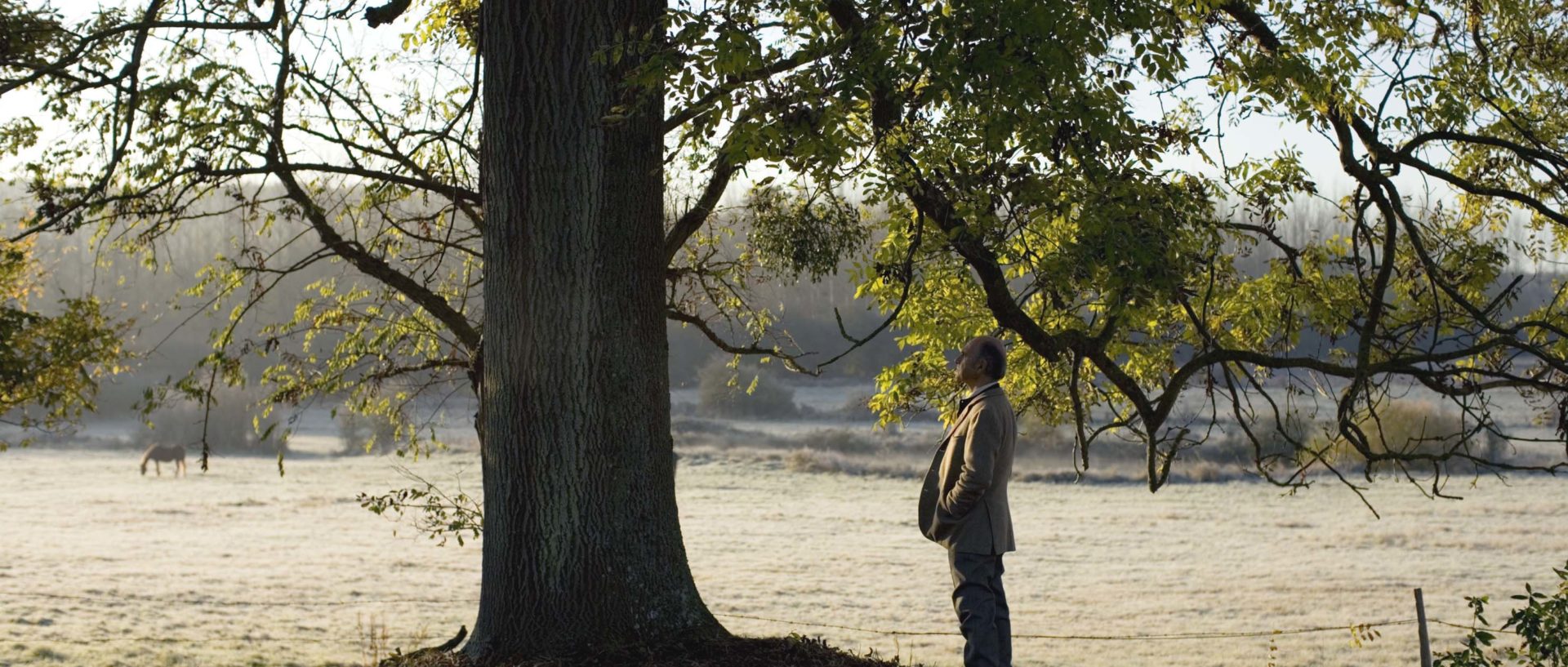 L’arbre et la forêt